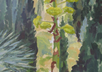 Image of - Agave Salmiana, Aeonium & Cypress