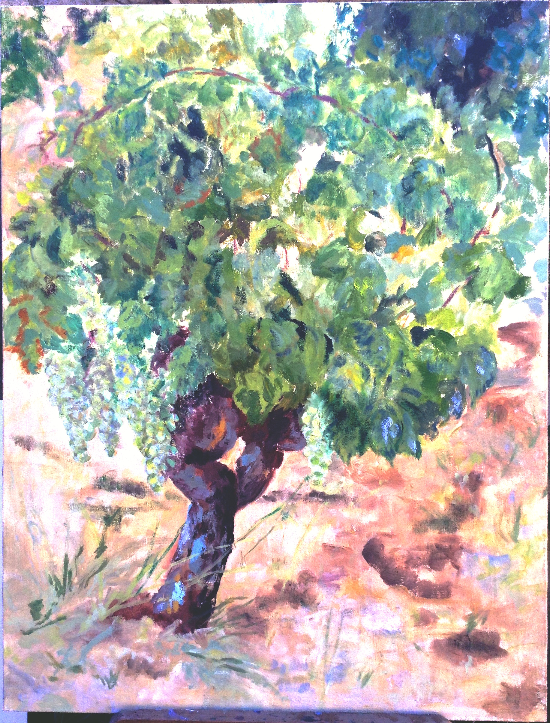 Image of - Ripe Grapes in Summer